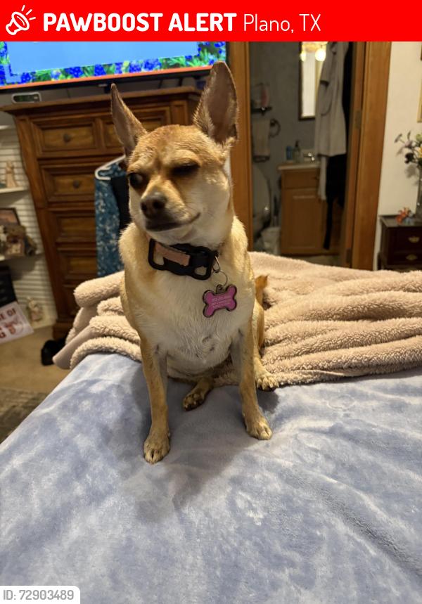 Lost Female Dog last seen Chancellor and Royal Oaks, Plano, TX 75074