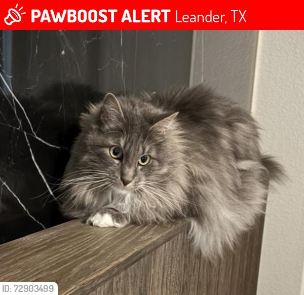 Lost Male Cat last seen Reagan’s overlook neighborhood, Leander, TX 78641