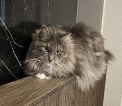 Lost Male Cat last seen Reagan’s overlook neighborhood, Leander, TX 78641