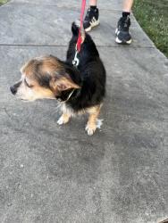 Found/Stray Male Dog last seen Bridford Downs and Rachael’s Keep, Greensboro, NC 27407