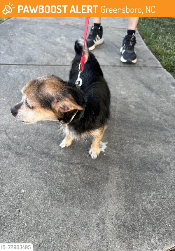 Found/Stray Male Dog last seen Bridford Downs and Rachael’s Keep, Greensboro, NC 27407