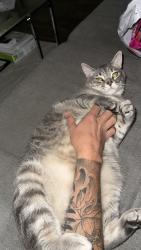Reunited Male Cat last seen Bourbon Ct, Mountain View, CA 94041