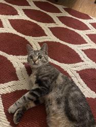 Found/Stray Female Cat last seen Ferry and I-75, Detroit, MI 48207