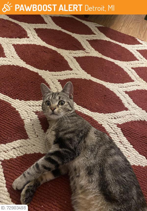 Found/Stray Female Cat last seen Ferry and I-75, Detroit, MI 48207