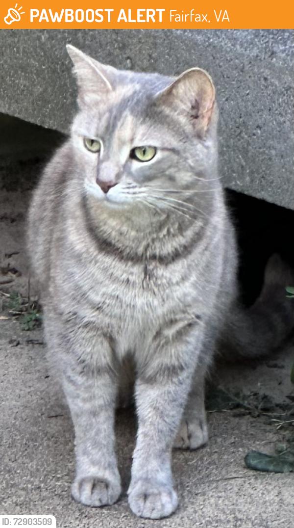 Found/Stray Unknown Cat last seen Westbrook Drive and Berkshire Woods , Fairfax, VA 22030