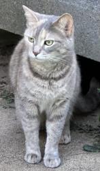 Found/Stray Unknown Cat last seen Westbrook Drive and Berkshire Woods , Fairfax, VA 22030