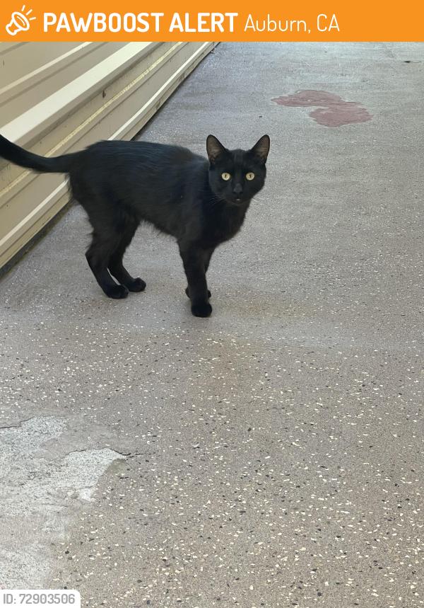 Found/Stray Unknown Cat last seen Auburn Ravine , Auburn, CA 95603