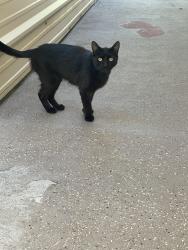 Found/Stray Unknown Cat last seen Auburn Ravine , Auburn, CA 95603