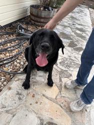 Found/Stray Male Dog last seen Judson road , San Antonio, TX 78233
