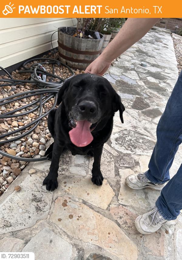 Found/Stray Male Dog last seen Judson road , San Antonio, TX 78233
