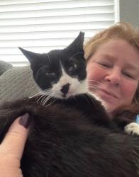 Lost Male Cat last seen Navy drive Spring Hill , Spring Hill, FL 34609