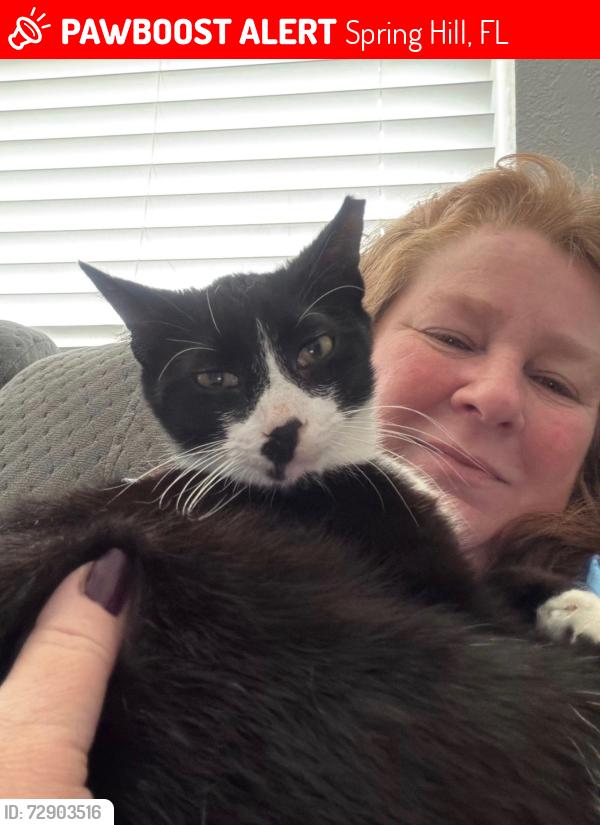 Lost Male Cat last seen Navy drive Spring Hill , Spring Hill, FL 34609