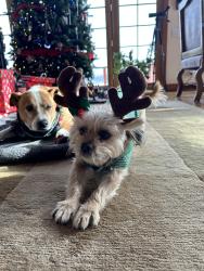 Lost Female Dog last seen Arapahoe drive and E Irish dr. 80016, Aurora, CO 80016