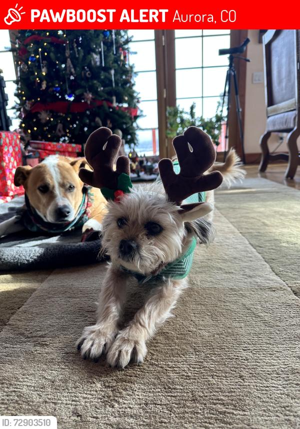 Lost Female Dog last seen Arapahoe drive and E Irish dr. 80016, Aurora, CO 80016