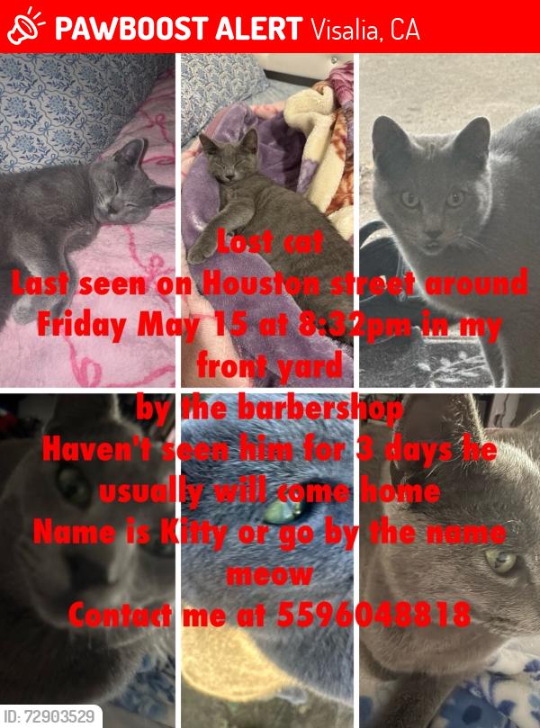 Lost Male Cat last seen Houston Ave , Visalia, CA 93291