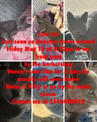 Lost Male Cat last seen Houston Ave , Visalia, CA 93291