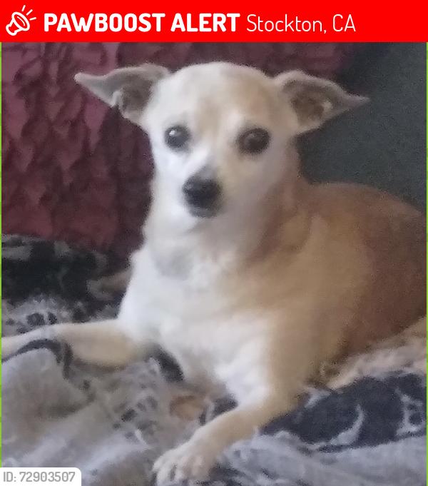 Lost Male Dog last seen Oak & California Street, Stockton, CA 95202