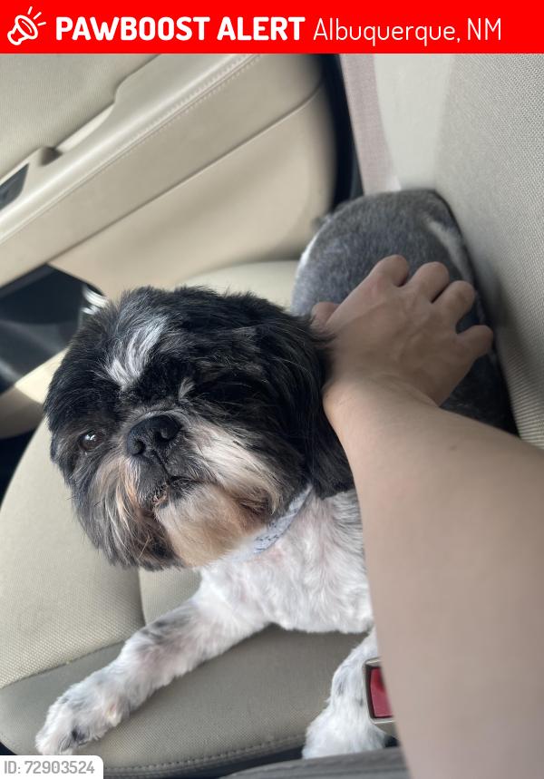 Lost Male Dog last seen basswood ct nw abq, Albuquerque, NM 87120