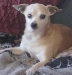 Lost Male Dog last seen Oak & California Street, Stockton, CA 95202