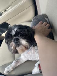 Lost Male Dog last seen basswood ct nw abq, Albuquerque, NM 87120