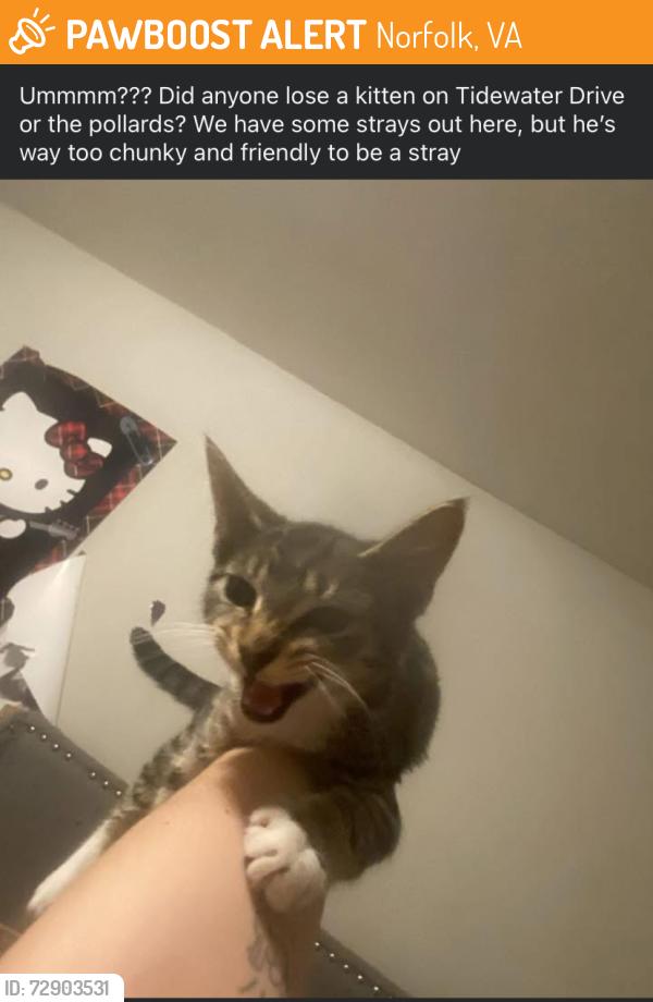 Found/Stray Female Cat last seen mayfield, tidewater , Norfolk, VA 23518