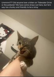 Found/Stray Female Cat last seen mayfield, tidewater , Norfolk, VA 23518