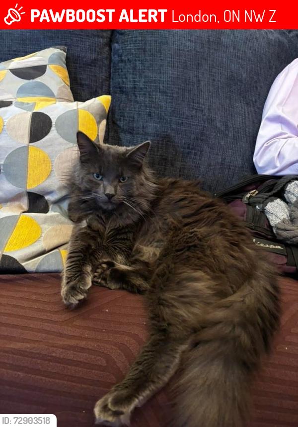 Lost Male Cat last seen Frances street closer to Getaway Casino, London, ON N5W 3Z4