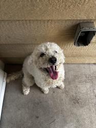 Found/Stray Male Dog last seen 19th Street and Dequeen Blvd, Port Arthur, TX 77640