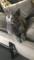 Reunited Female Cat last seen Park St. Riverside Yacht Club, Medford, MA 02155
