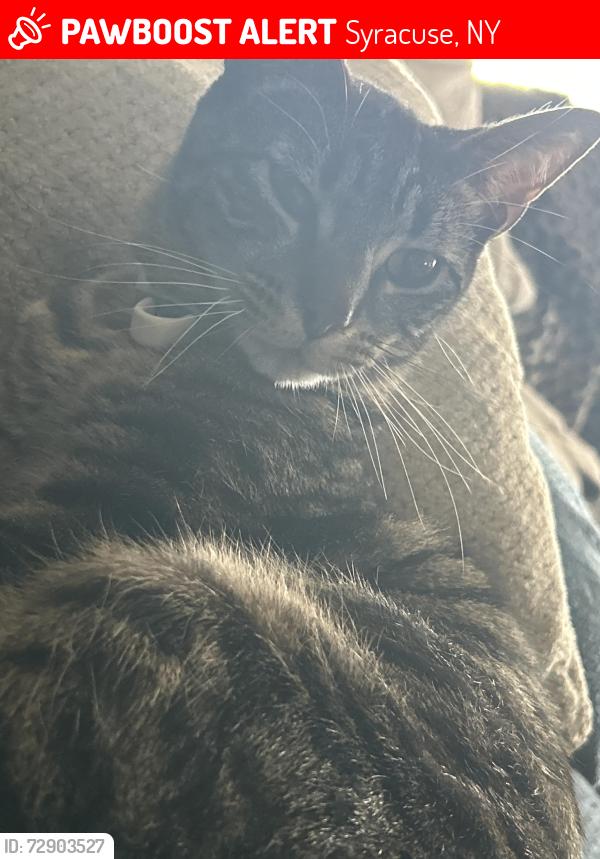 Lost Male Cat last seen south salina by the lodge , Syracuse, NY 13205