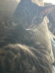 Lost Male Cat last seen south salina by the lodge , Syracuse, NY 13205