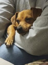 Reunited Male Dog last seen HW123 by DeZavala , San Marcos, TX 78666