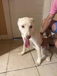 Found/Stray Female Dog last seen Synott, Houston, TX 77063