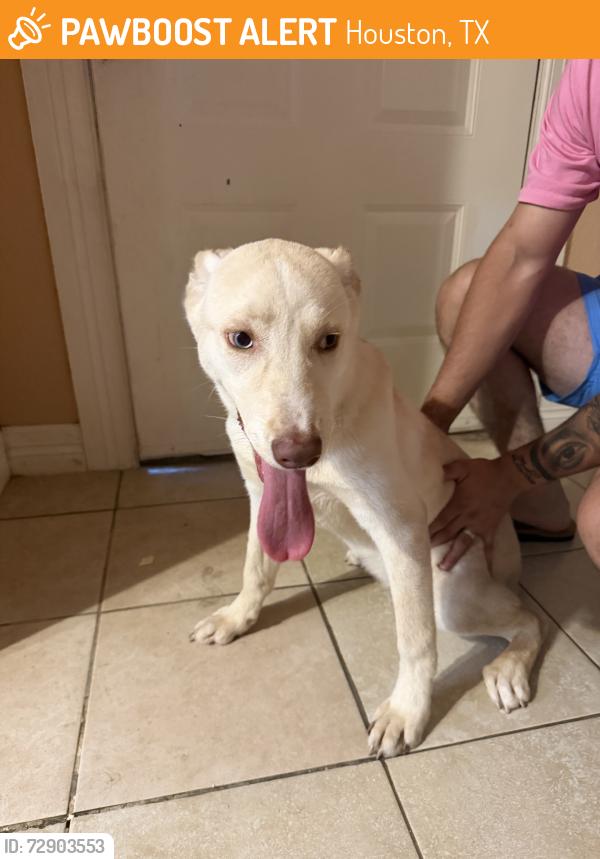 Found/Stray Female Dog last seen Synott, Houston, TX 77063
