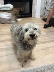 Found/Stray Male Dog last seen Freedom park , Bemiss, GA 31605