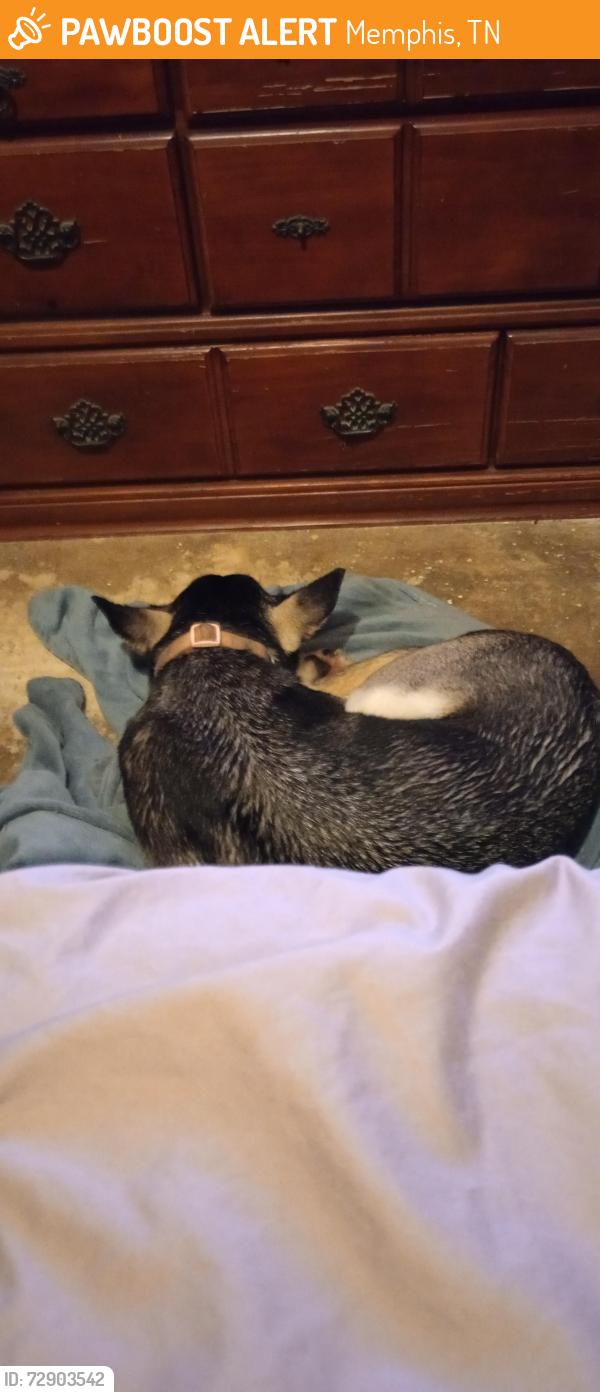 Found/Stray Female Dog last seen Benjestowm , Memphis, TN 38127