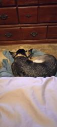 Found/Stray Female Dog last seen Benjestowm , Memphis, TN 38127