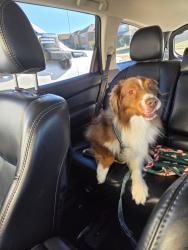 Reunited Male Dog last seen Greywood and Darnell, Mesquite, TX 75149