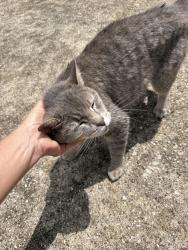 Found/Stray Unknown Cat last seen Dowdell and Trailwood, Trailwood Estates, TX 77375