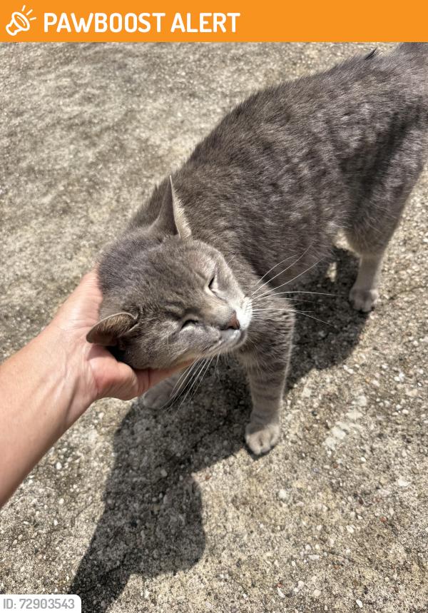 Found/Stray Unknown Cat last seen Dowdell and Trailwood, Trailwood Estates, TX 77375