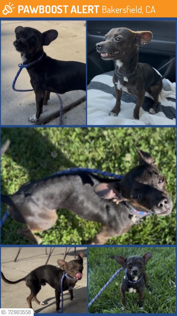 Found/Stray Male Dog last seen Woodrow Ave, Bakersfield, CA 93308