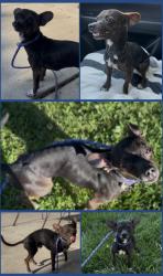 Found/Stray Male Dog last seen Woodrow Ave, Bakersfield, CA 93308