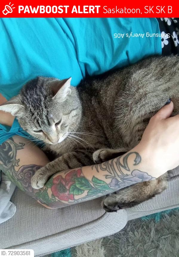 Deceased Male Cat last seen Edward ave , Saskatoon, SK S7K 3B5