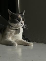 Lost Female Cat last seen Sage and McArthur , Riverside, CA 92503