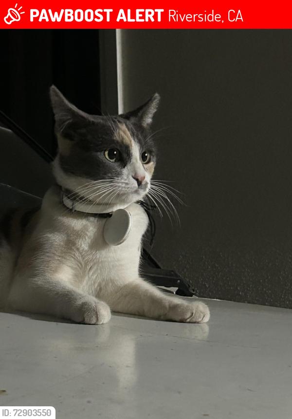 Lost Female Cat last seen Sage and McArthur , Riverside, CA 92503