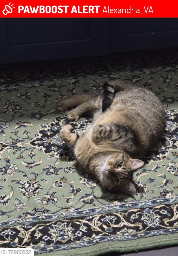 Lost Female Cat last seen Phillips dr and Hillside lane, Alexandria, VA 22306