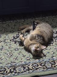 Lost Female Cat last seen Phillips dr and Hillside lane, Alexandria, VA 22306