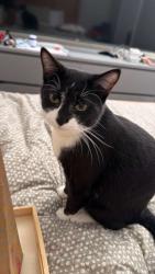 Reunited Male Cat last seen Wash masters, Euless, TX 76039