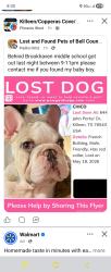Reunited Male Dog last seen Jhon porter drive , Killeen, TX 76543
