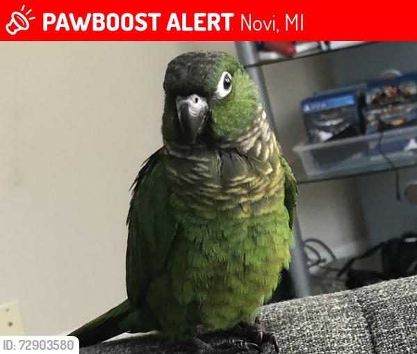 Lost Female Bird last seen 13-mile and Haggerty, Novi, MI 48331